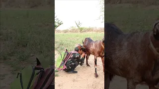 O Desh Mere 🇮🇳♥️ Emotional story #shorts #army #viral #trending #goat