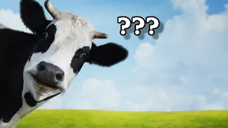Почему в НИДЕРЛАНДАХ самое ВКУСНОЕ МОЛОКО? Почему молока ТАК МНОГО?