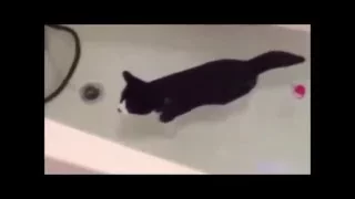 СМЕШНЫЕ КОТИКИ. FUNNY CATS.