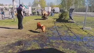 Suomenpystykorva Höyheneukon Halo 💥 Petotesti finnishpitz finskspets pystis pystykorva koira video