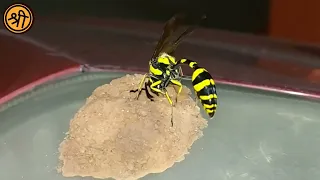 Potter wasp constructing nest.....🐝