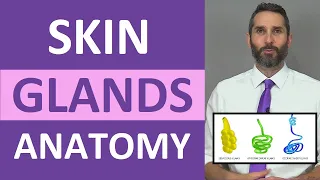 Skin Glands Anatomy: Sweat Glands, Sebaceous Glands Integumentary System