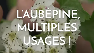 L'aubépine, plante aux multiples usages