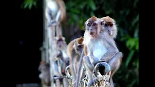 Borneo's Danum Valley 2018