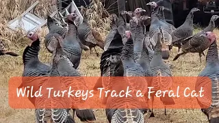 Wild Turkey Flock (tracks a feral cat)