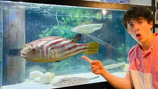 BUYING THE LARGEST FRESHWATER PUFFERFISH SPECIES? (Fahaka pufferfish)