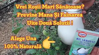 Help Tomatoes Grow Big and Healthy Prevent Mana Powdery Mildew Two Natural Solutions