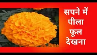 सपने में पीला फूल देखना/  sapne me pila phool dekhna/  seeing yellow flowers in dream