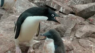 Adélie Penguins, Paulet Island, Antarctica