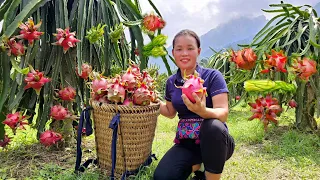 Harvest Dragon Fruit garden Bring to the market to sell - Pick up puppies 1 month old - Cooking