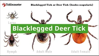 Blacklegged Ticks (Deer Ticks): How to Identify, Diseases Carried, and Where They Are Found