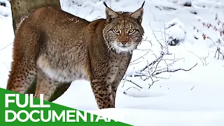 Wildlife Moments: Fighting for Endangered Species | Free Documentary Nature