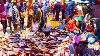 Fish Market Scenes and People Activities​   Ever Seen Largest Fish Distribution in Cambodian