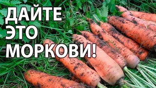 Дайте это удобрение Моркови сейчас в Августе! Успейте! Финальная подкормка для сладости!