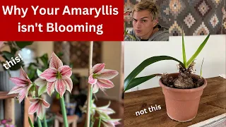 Why My Amaryllis isn't Blooming - Top 3 Reasons & ReBlooming Tips