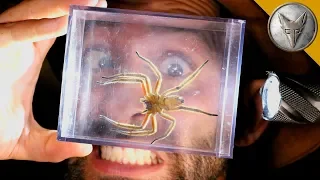 World's MOST DANGEROUS Animal Catches!