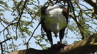 Fish Eagle eating prey on tree at Lake Naivasha, Kenya