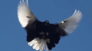 Славіка красиві голуби кожен день в небі