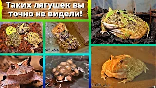 Таких лягушек вы точно не видели! Загадки PRO рогатки.