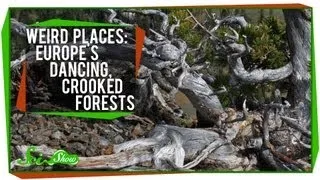 Weird Places: Europe's Dancing, Crooked Forests