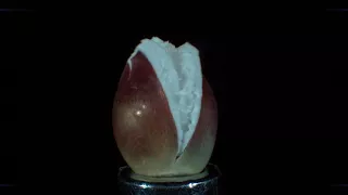 Popping Popcorn In Reverse At 30,000 FPS.