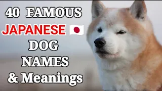 40 Famous Japanese Dogs Names and Meanings| Japanese Dog 🐾Names for Female and Male Dogs