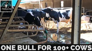 NEW BULL DOING HIS JOB VERY WELL | COW BREEDING