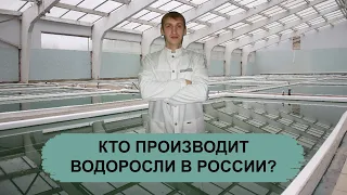 КТО ПРОИЗВОДИТ ВОДОРОСЛИ В РОССИИ?