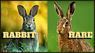 The Differences Between Rabbits and Hares
