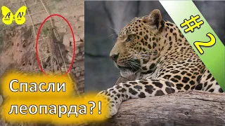 Шокирующее спасение Леопарда. # 2 Новости Animal News.