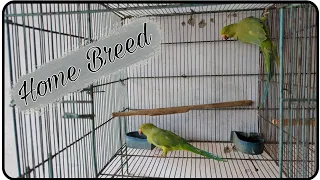 My Green Parrot #parrot #chicks #viralvideo #youtubevideo #trendingshorts #asmr #viral