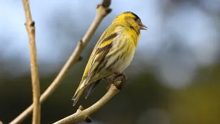 Siskin Singing and Feeding @birdingnorthdevon