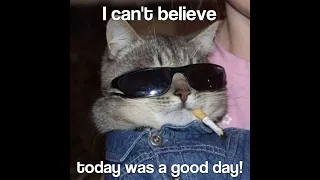 It Was A Good Day by Ice Cube but with cute cats