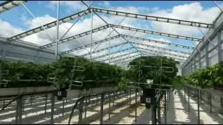 Strawberry production system of the future using retractable roof houses