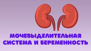 МОЧЕВЫДЕЛИТЕЛЬНАЯ СИСТЕМА И БЕРЕМЕННОСТЬ #doctorberezovska #olenaberezovska #беременность  #почки