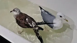 ЖАРА. Чайки охлаждаются в ванной