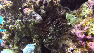 SCUBA Diving in Tahiti (The Aquarium, ship/plane wreck) (Full HD)