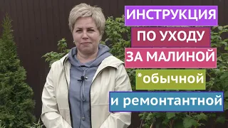 ВСЕ ОБ УХОДЕ ЗА МАЛИНОЙ ВЕСНОЙ И ЛЕТОМ!