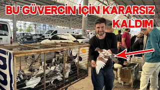 There is a Big Change in Pigeon Market Prices After Ramadan