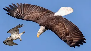 These Are 10 Highest Flying Birds Ever