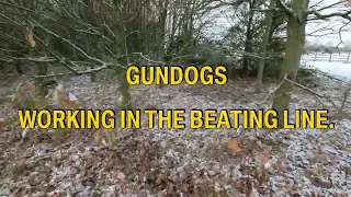 Gundog Training - The Beating Line.