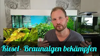 Kieselalgen (Braunalgen) im Aquarium | Tipps zur Bekämpfung von Kieselalgen (Braunalgen)