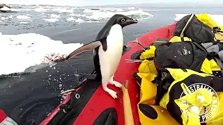Пингвин случайно запрыгнул в лодку к ученым
