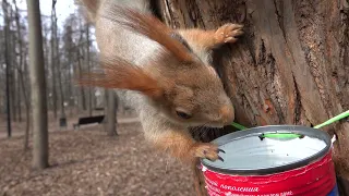 О той самой несчастной и голодной белке / About that very unhappy and hungry squirrel