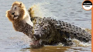 Crocodile Strikes And Kills a Lion in Front of His Brother !!