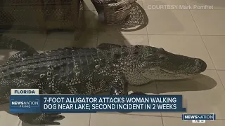 7-foot alligator attacks woman walking dog near Florida lake