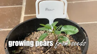 Growing Pears from Seeds