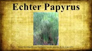 Echter Papyrus