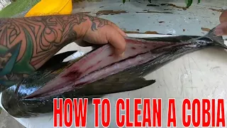 HOW To CLEAN A COBIA