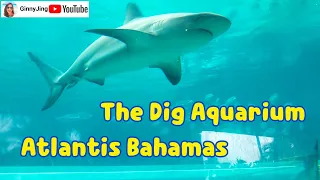 The Dig Aquarium | Atlantis Resort | Paradise Island | Bahamas